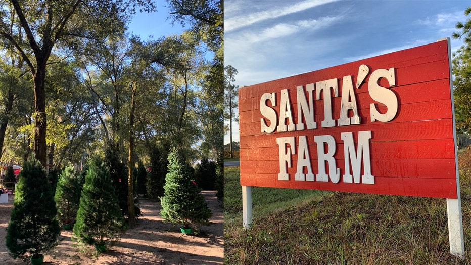 Santas-Farm-Christmas-Trees-Eustis.jpg