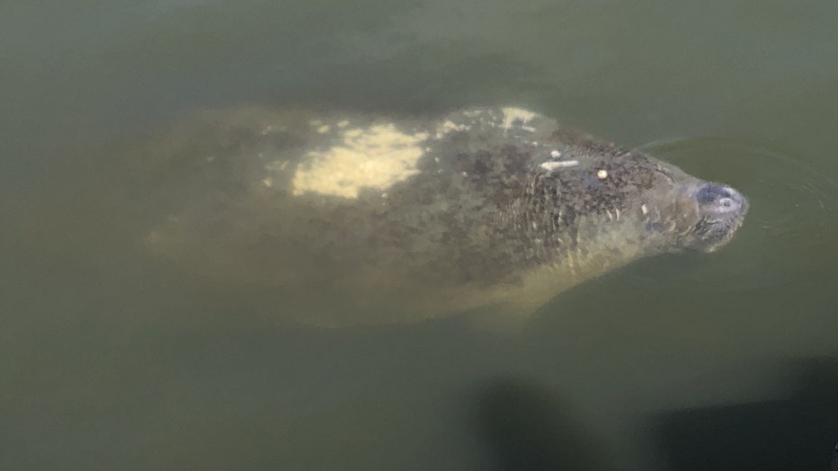 seaworld-orlando_manatee-rescue-2_110519.jpg