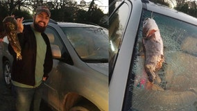 Catfish smashes into car windshield after getting dropped by flying bird
