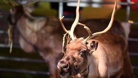 ‘Ready to fly’: Santa’s personal veterinarian clears reindeer for international travel on Christmas Eve