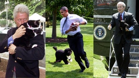 Checkers, Drunkard, Barney, Bo: Presidential pets have inhabited the White House since its beginning