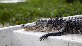 Judge blocks California’s alligator ban after Louisiana sues