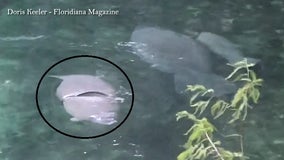 FWC says they will not search on Wednesday for the manatee with a bicycle tire stuck around its body