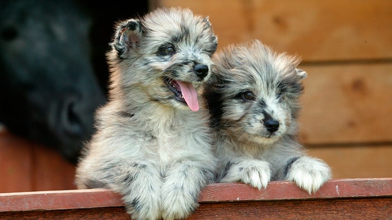 Puppy lick likely caused woman’s dangerous skin infection, report finds