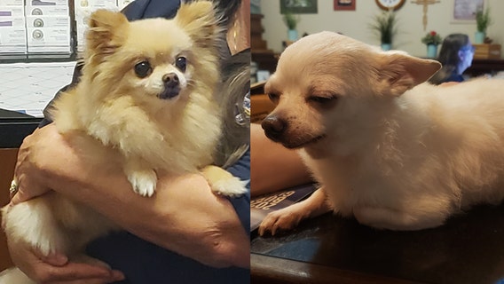 Police searching for owners of 2 dogs wandering through Winter Park