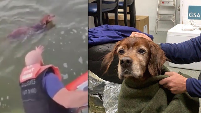 WATCH: U.S. Coast Guard rescues dog stranded off the coast of Florida