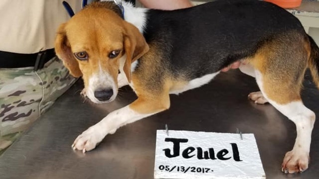 Florida Sheriff's Office searches for lost police K-9