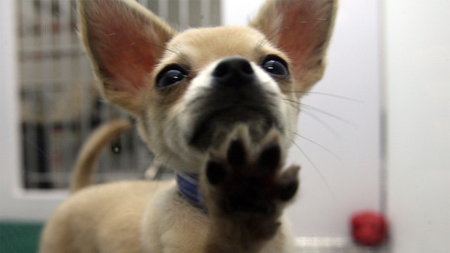 CDC investigating outbreak of drug-resistant infections linked to contact with pet store puppies
