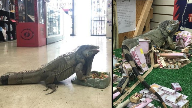 'That's our baby': Smog the 6-foot pet iguana missing, possibly stolen from Florida smoke shop