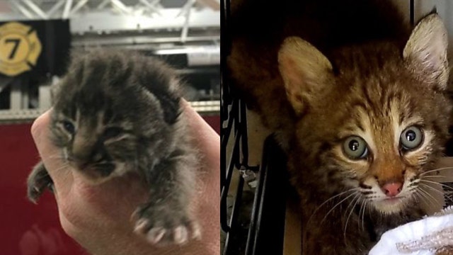 Baby bobcat brought to Orlando fire station is all grown up, released back into the wild