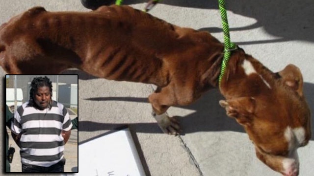 Brevard County man arrested after dog found emaciated