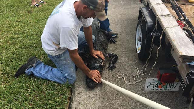 Florida deputies issue warning to pet owners after dogs killed by alligators