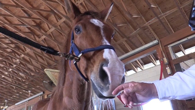 Owner of horses seized by sheriff facing animal cruelty charges