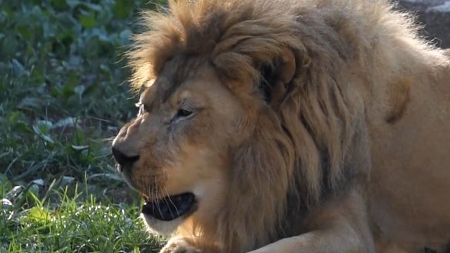 Achoo! Lion can't hold back sneeze at Milwaukee Zoo