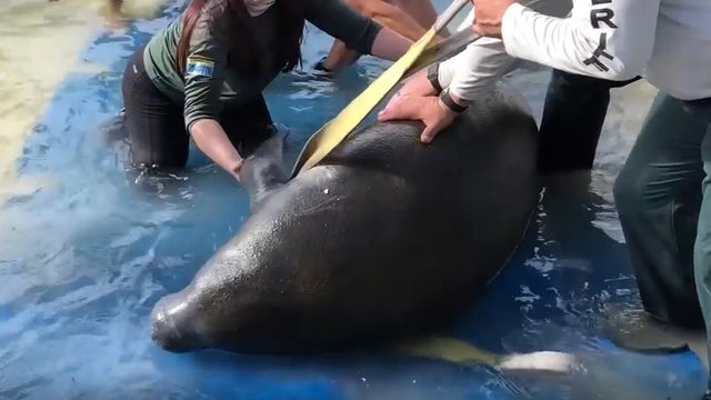 WATCH: Stranded manatee rescued from Florida beach
