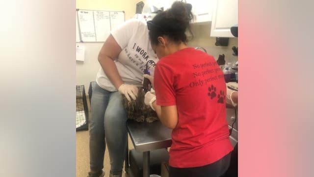 SPCA of Brevard caring for 8 severely matted dogs