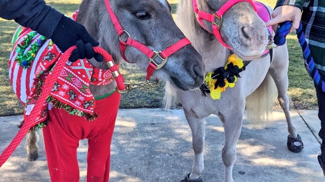 UCF brings mini horses on campus to help relax students during finals