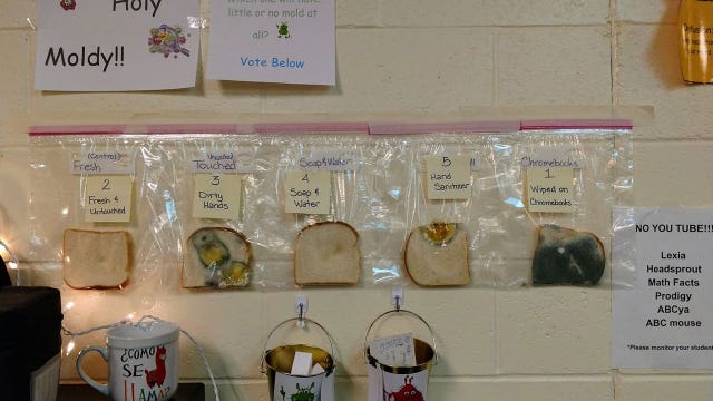 ‘Wash your hands’: Science experiment with moldy bread shows the importance of hygiene