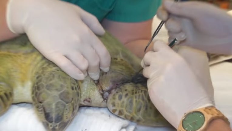 4b2b71e9-sea-turtle.jpg