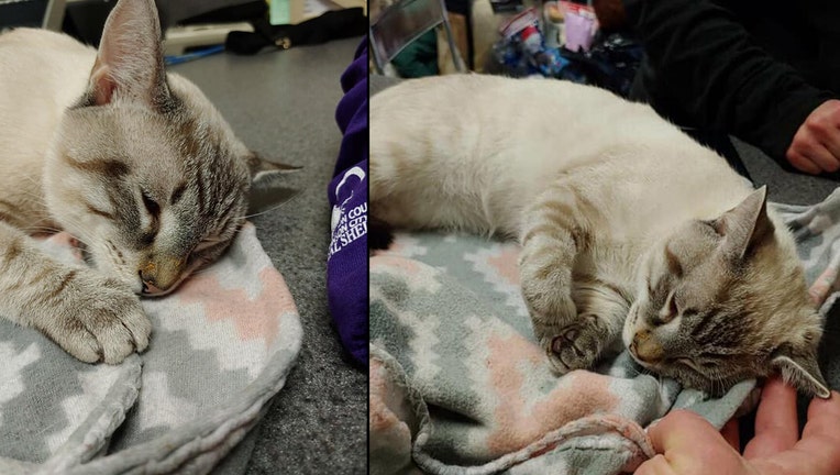 Cat-abused.jpg