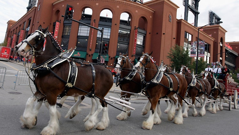 GETTY budweiser clydesdales