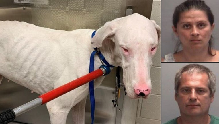 Couple To Face Days In Jail After 32 Great Danes Some Near Death Rescued From Home