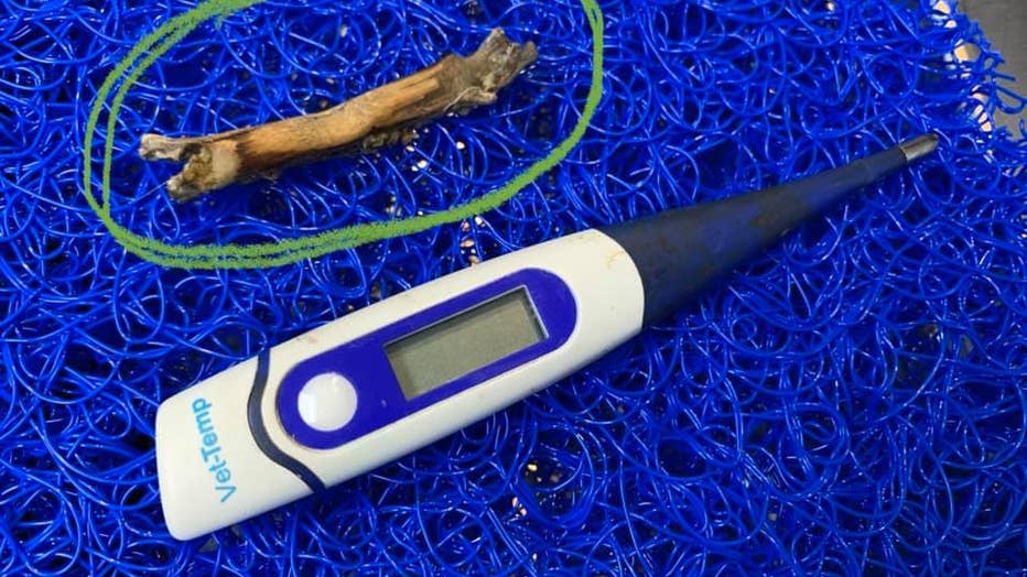 Florida vet removes stick from dog's mouth that was likely there for years, shelter says