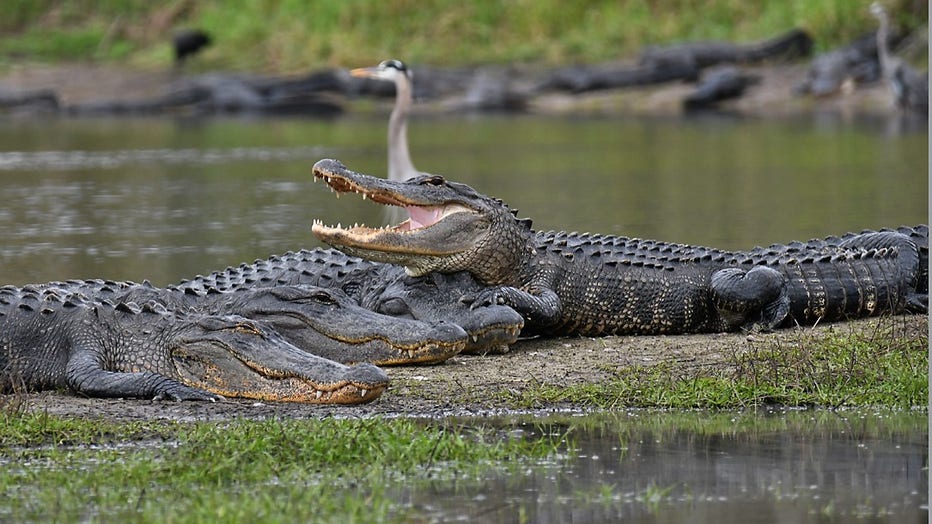 alligators-deep-hole-myakka-miri-hardy-3.jpg