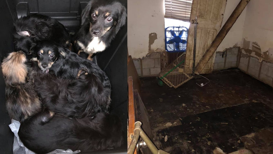 animals-rescued.jpg