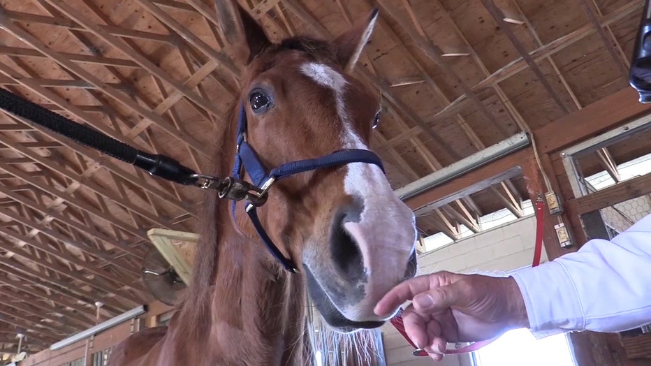 horses-mutilated-slaughtered.jpg