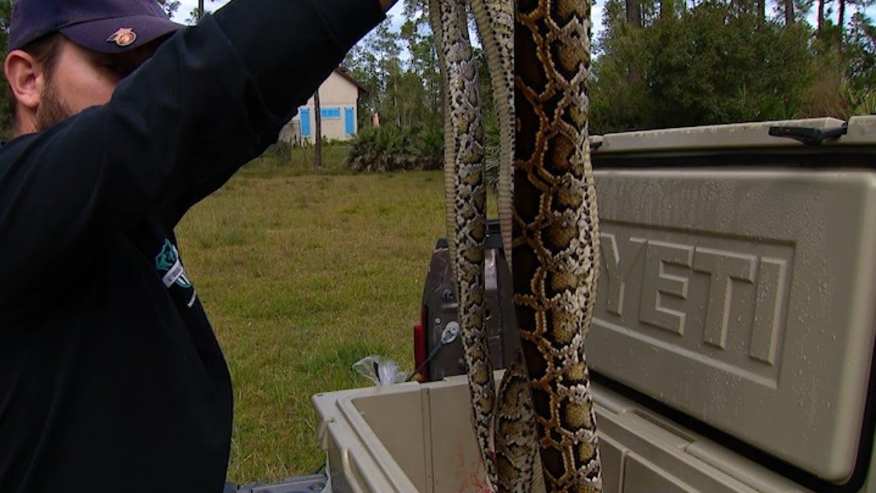 Hunters nab 80 pythons during Everglades Python Bowl | FOX 51 Gainesville
