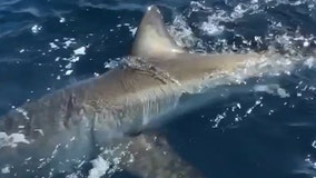 Fishermen hook 13-foot great white shark in Florida: 'Like seeing a unicorn'
