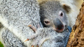 Baby koala born at Miami Zoo, named 'Hope' to show support for Australian wildlifes