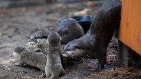 5 Asian small-clawed otter pups born at Florida zoo