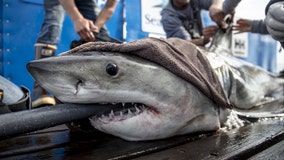 White shark over 8-feet long, 431 pounds pinged off coast of Central Florida