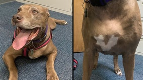 Pitbull who survived 15 tumors, emaciation is healthy and ready to adopt, foster group says