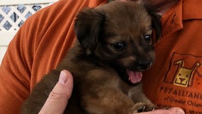 Dogs evacuated after Puerto Rico earthquakes searching for new homes in Central Florida