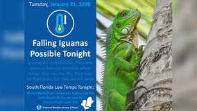 Forecast: Falling iguanas in South Florida