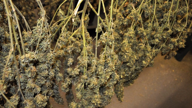 Court wades into marijuana licensing dispute