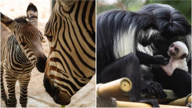 New baby zebra, monkey make their debut at Disney's Animal Kingdom