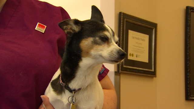 Bills would protect pets of domestic violence victims