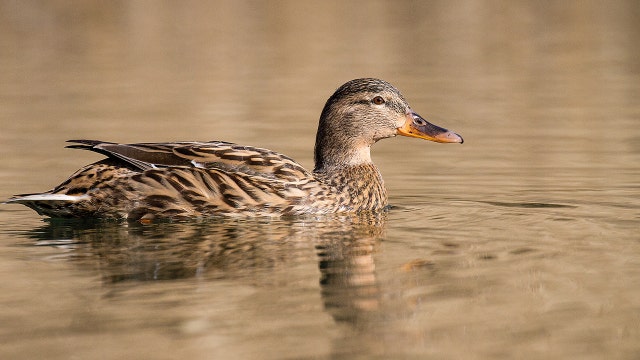 Florida man accused of luring duck, snapping its neck: report