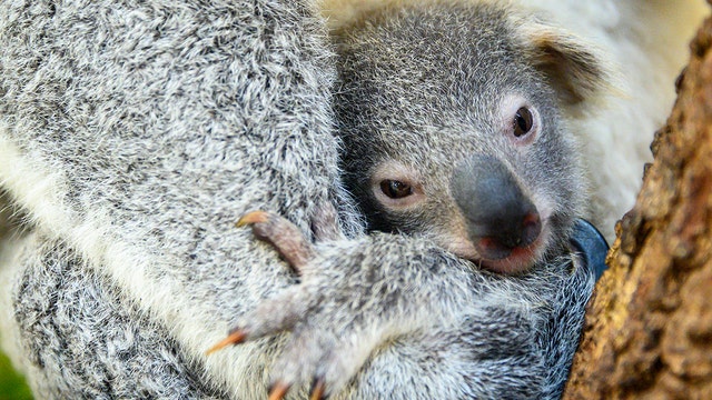 Baby koala born at Miami Zoo, named 'Hope' to show support for Australian wildlifes