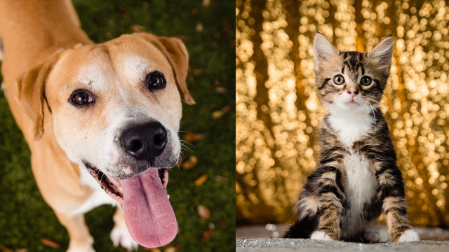 Record number of pets adopted from Orange County Animal Services in 2019