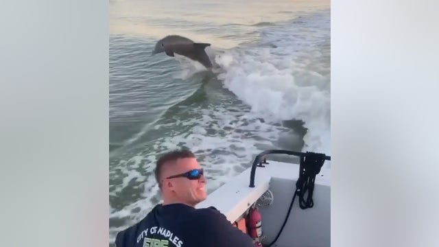 Pod of dolphins playfully swim alongside Naples firefighters boat