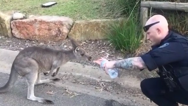 Police officer gives water to thirsty kangaroo affected by Australia bushfire