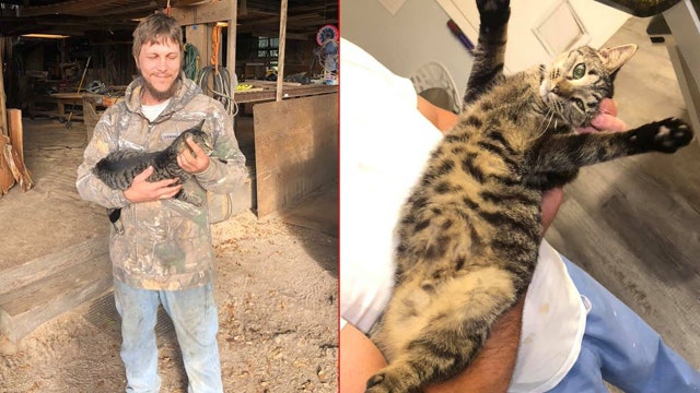 'Puddles' the cat reunited with owner after missing nearly 2 month, found 18 miles from home