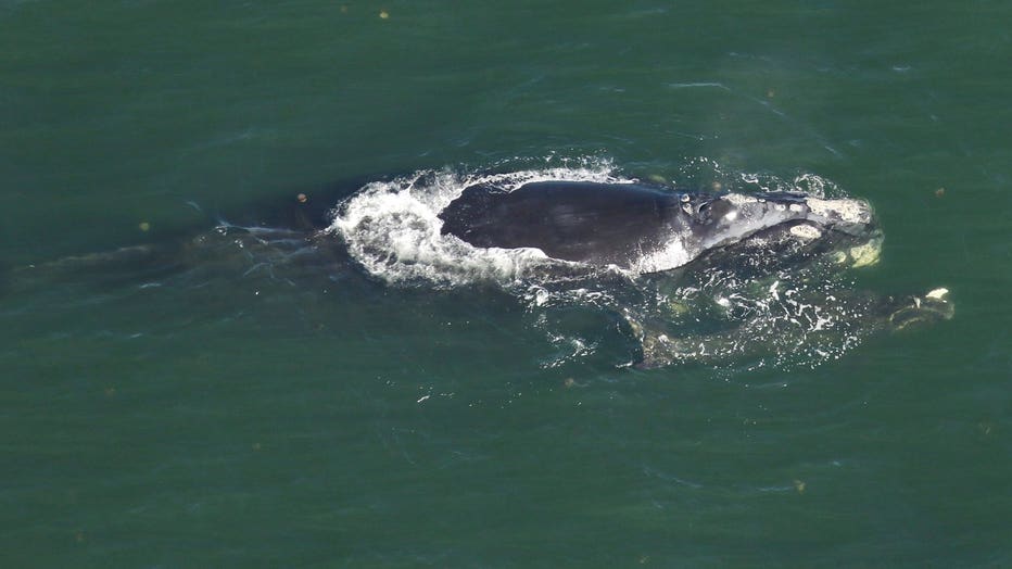 injured-whale-2.jpg