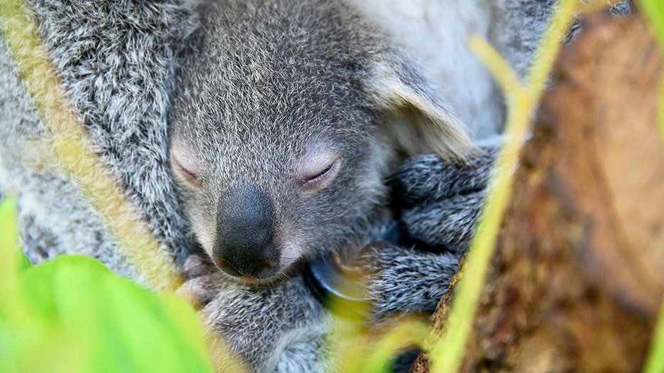 MIAMI-ZOO-koala-2.jpg