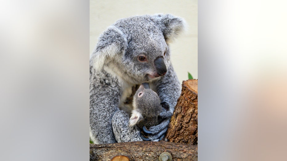 MIAMI-ZOO-koala-5-2.jpg
